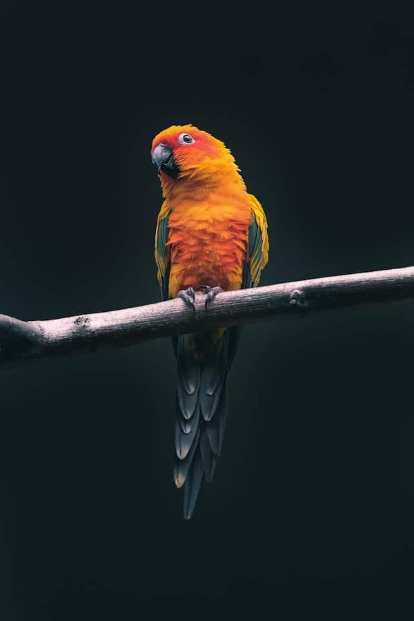 How to Detect and Address Zinc Deficiency in Pet Parrots?